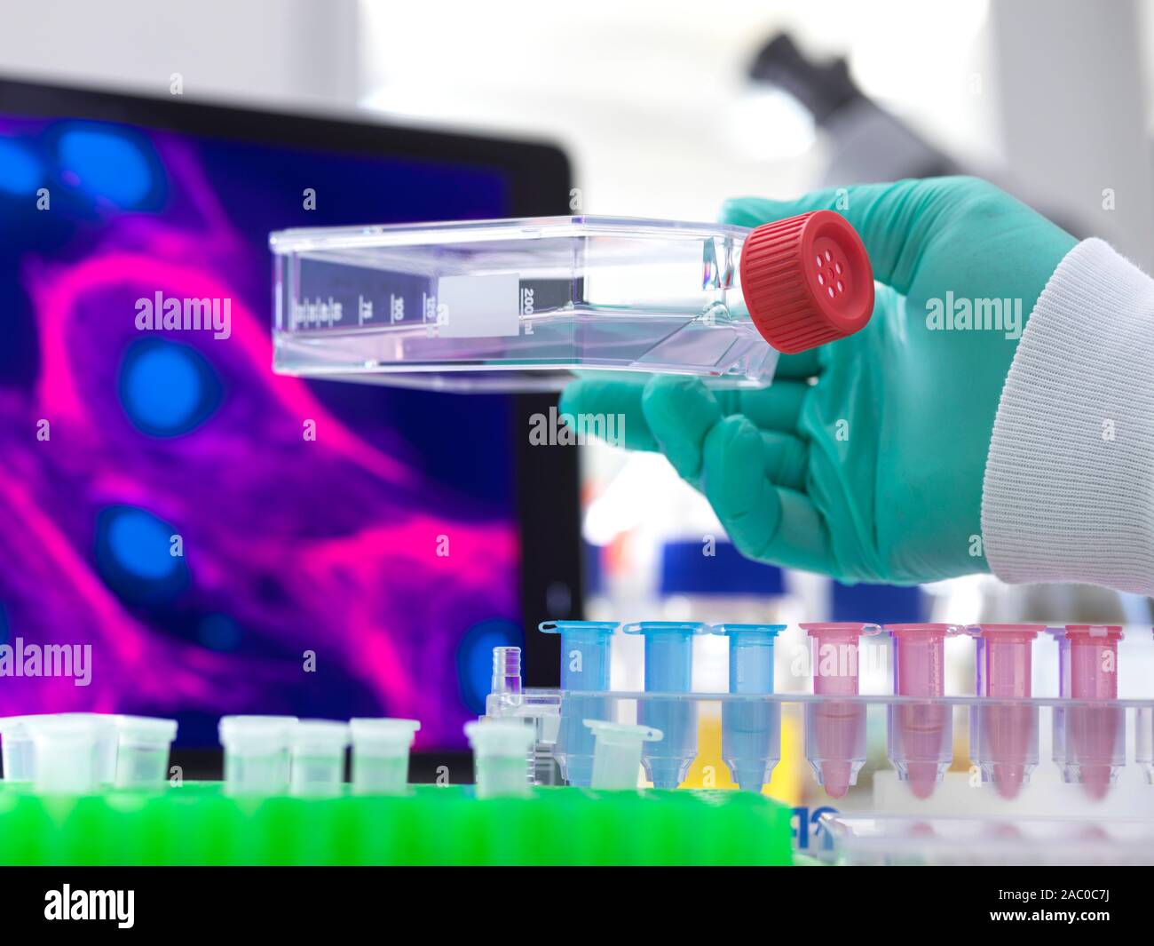 Researcher holding a flask containing cells cultivated in red growth medium. A micrograph of a cell is on the monitor in the background. Stock Photo