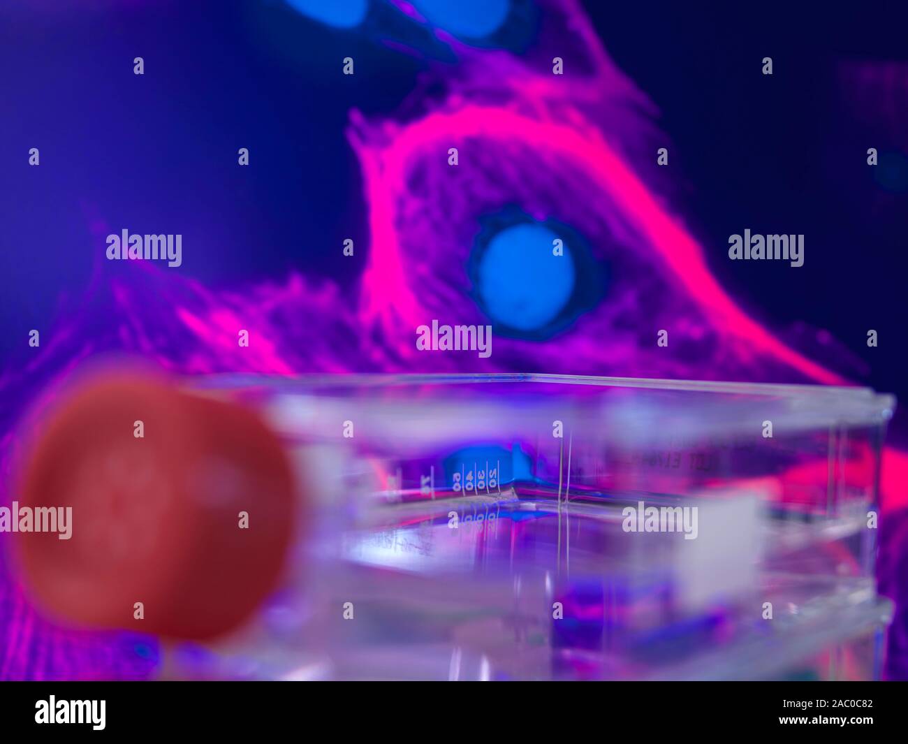 A flask containing cells cultivated in red growth medium. A micrograph of a cell is on the monitor in the background. Stock Photo