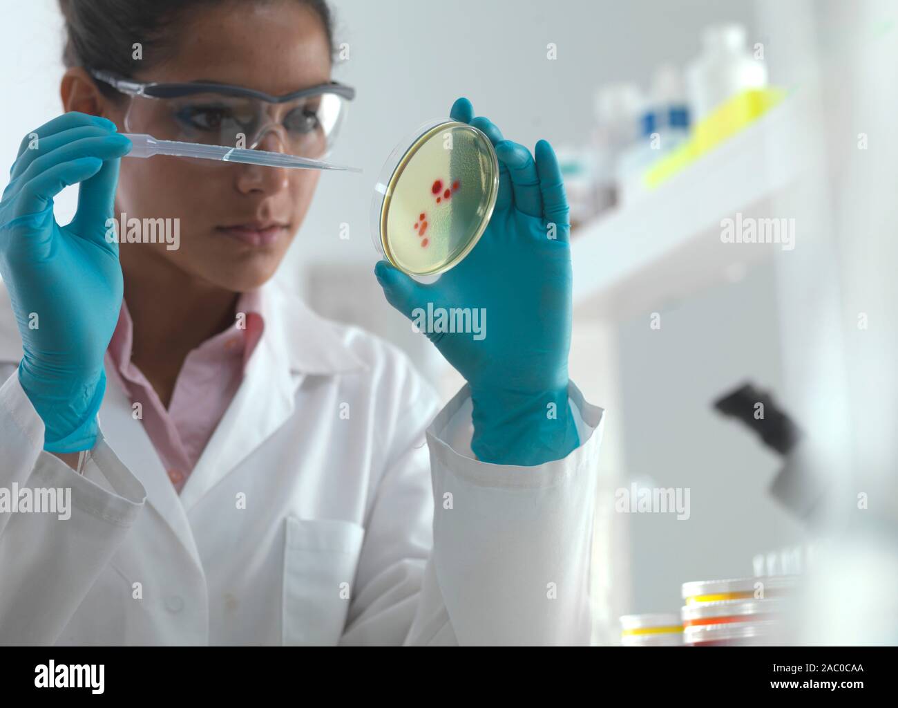 Scientist examining bacterial cultures growing in petri dishes Stock ...