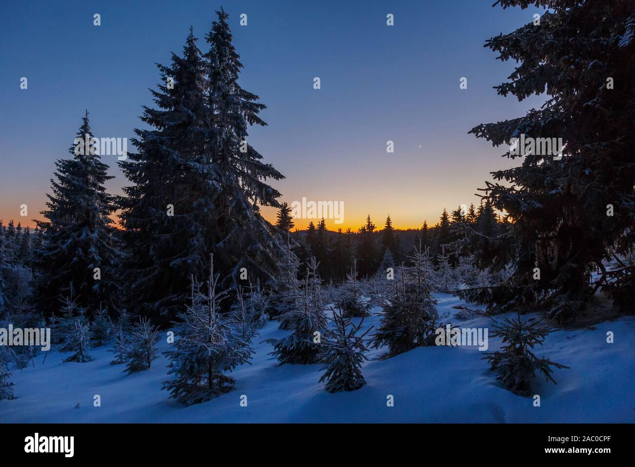 Pine Tree Forest High Resolution Stock Photography and Images - Alamy