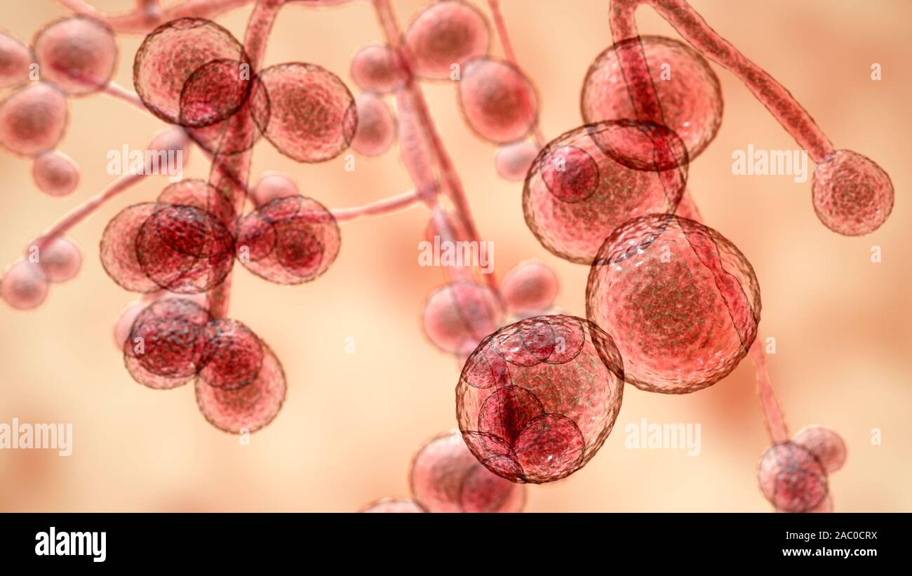 Computer illustration of the unicellular fungus (yeast) Candida auris