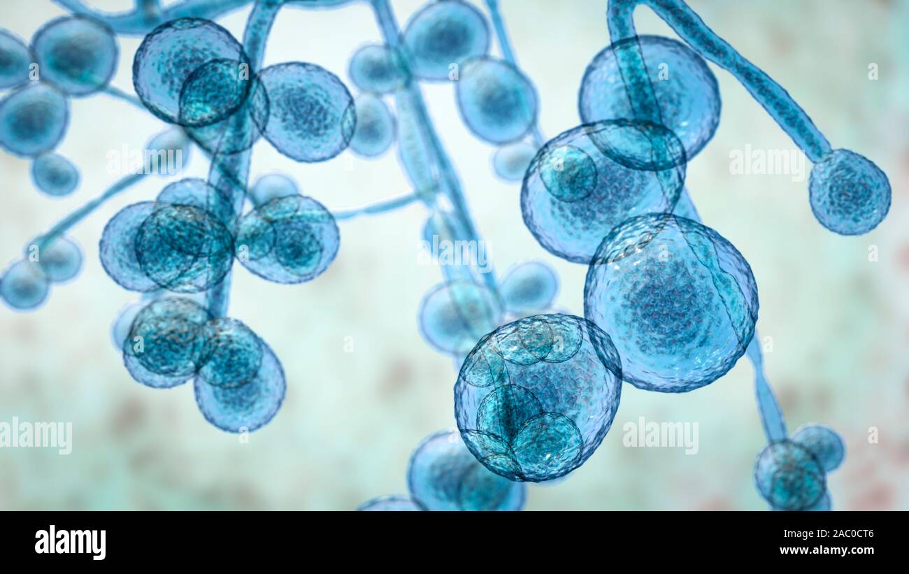 Computer illustration of the unicellular fungus (yeast) Candida auris