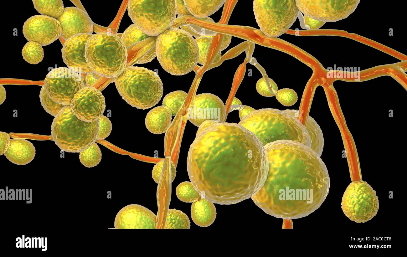 Computer illustration of the unicellular fungus (yeast) Candida auris. C. auris was first identified in 2009. It causes serious multidrug-resistant in Stock Photo