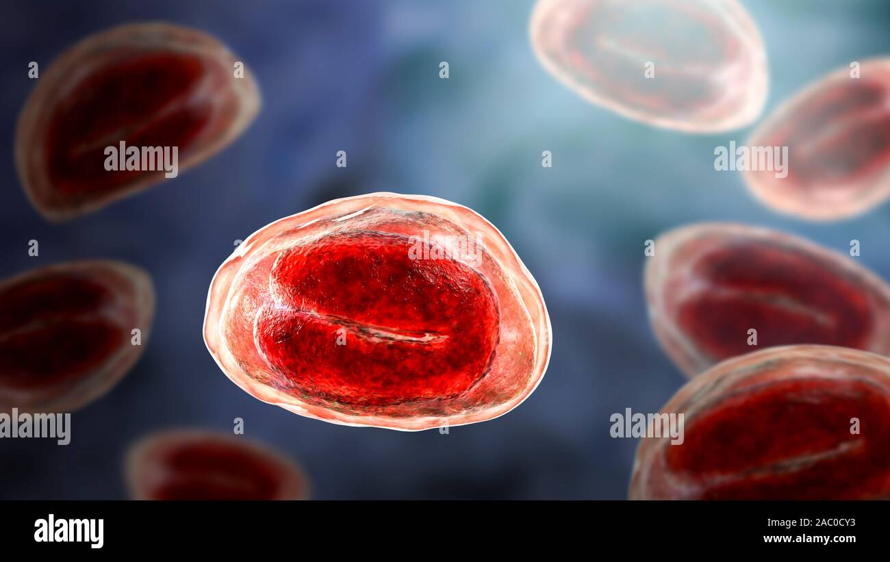 Threadworm (Enterobius vermicularis) eggs containing worm larvae ...