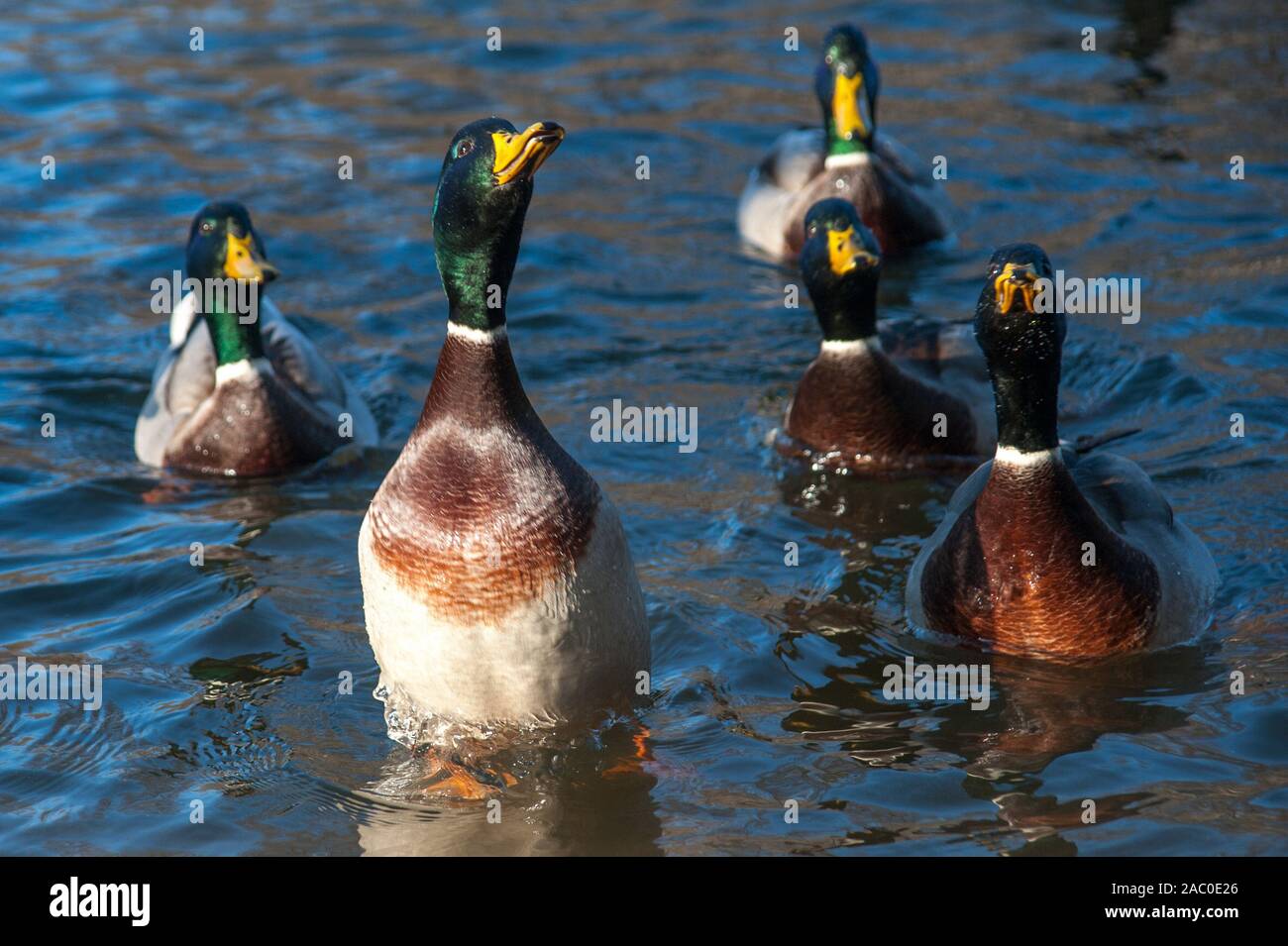 November 29, 2019, Tambov, Tambov region, Russia: Duck Mallard on the river CNA in Tambov  (Credit Image: © Demian Stringer/ZUMA Wire) Stock Photo