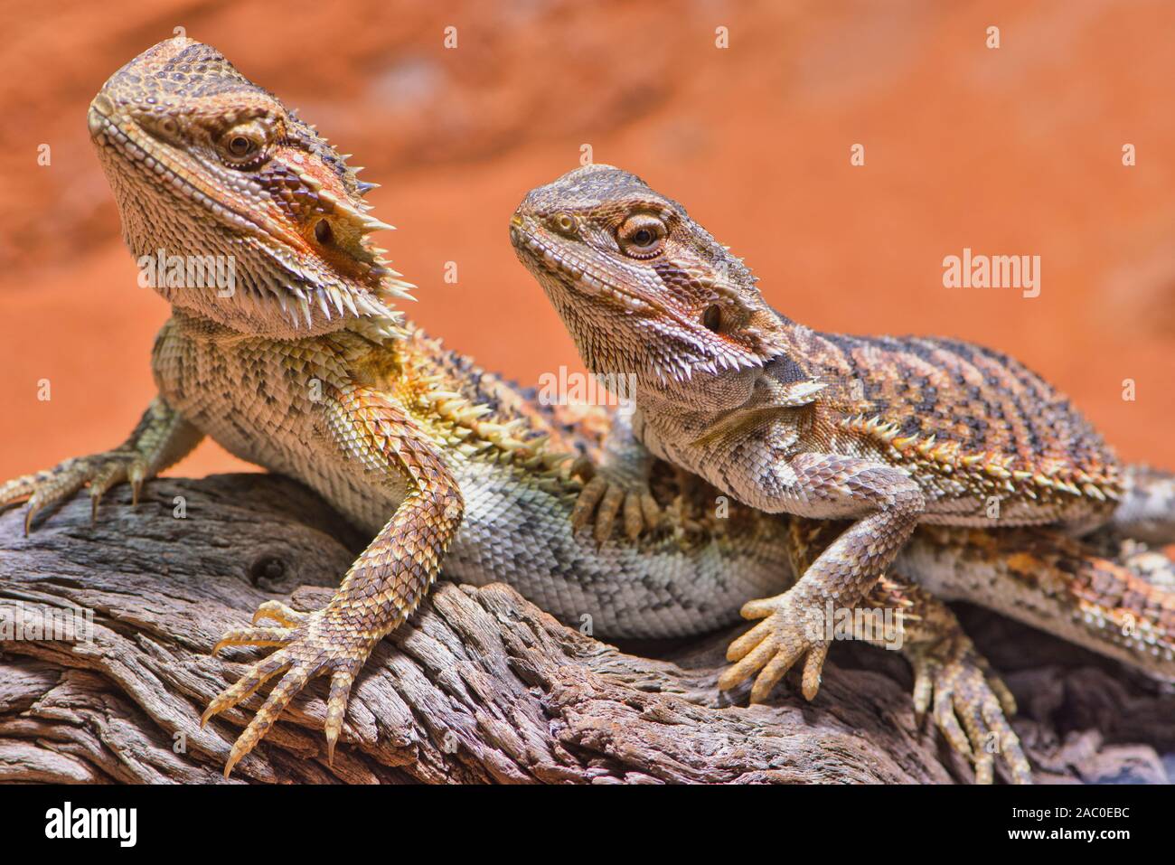 two bearded dragons sitting together in their terrarium Stock Photo Alamy