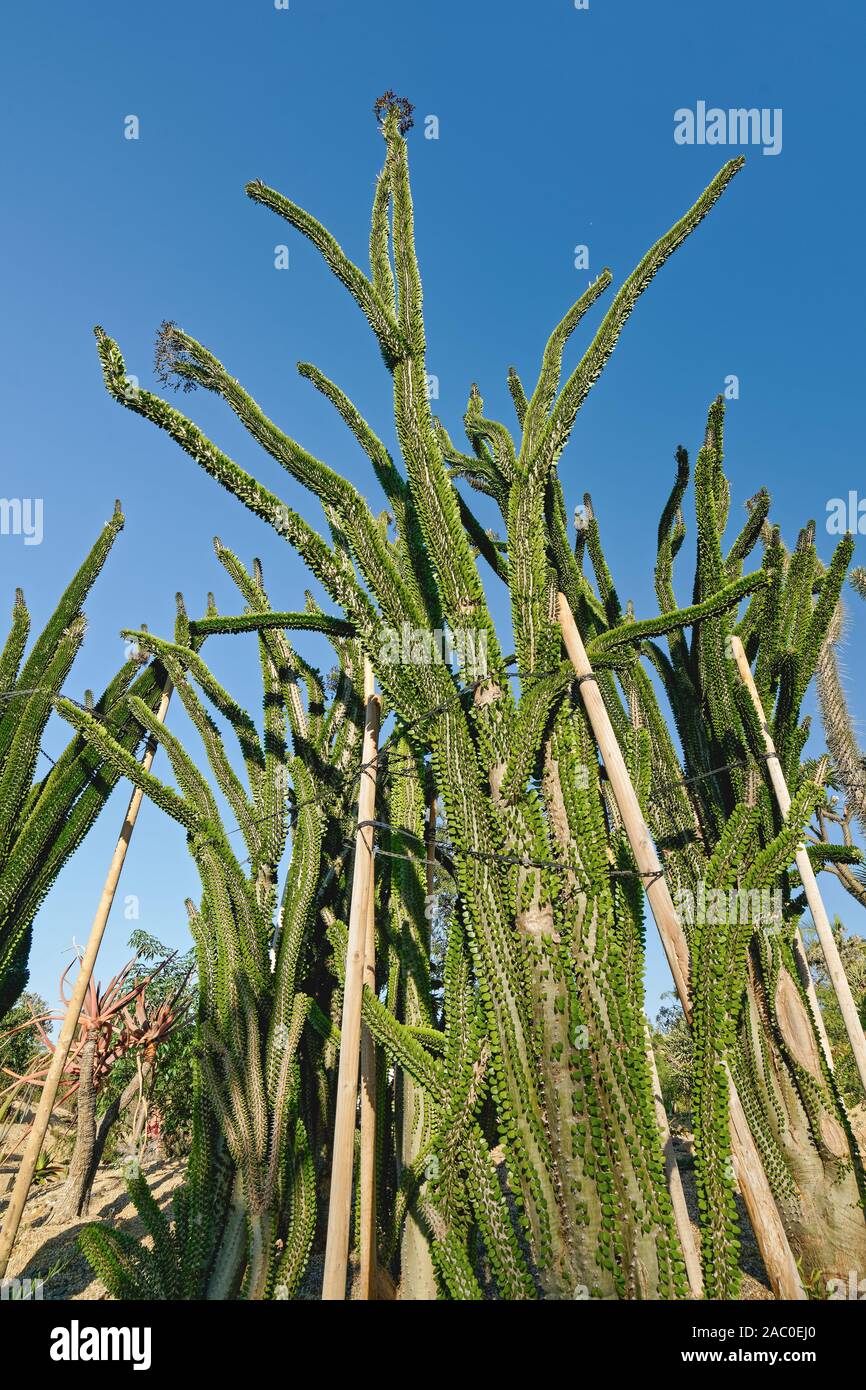Tropical garden. Succulent plant Madagascar ocotillo, or Alluaudia procera Stock Photo