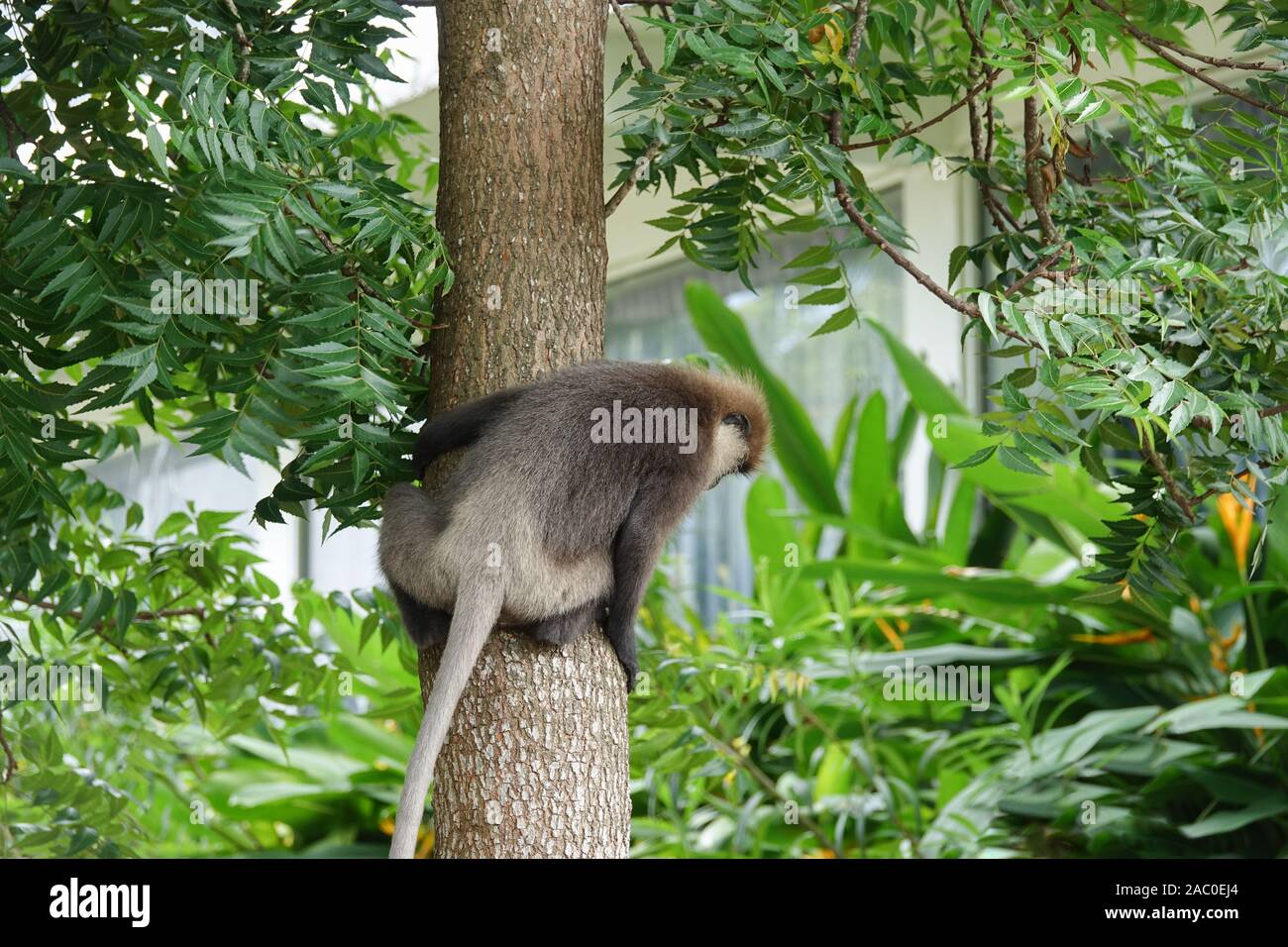 A Monkey on the tree. Sri Lanka Stock Photo