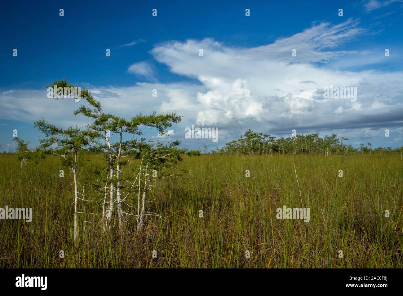 Small groups of trees growing on the elevated areas of the Everglades sawgrass prairie. Stock Photo