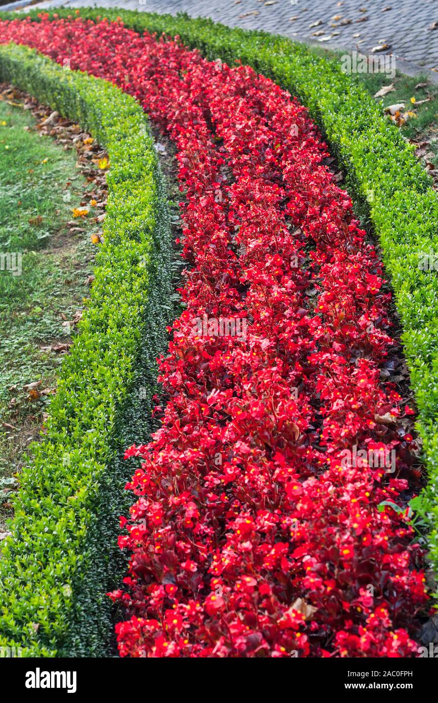 Double color low hedge made of green shrubs and red flowers Stock Photo