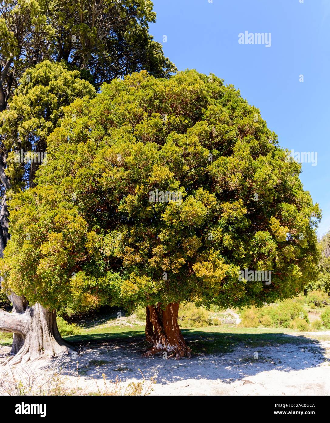 Beauty and leafy view of chilean myrtle tree in Los Arrayanes National Park, Villa La Angostura, Patagonia, Argentina Stock Photo