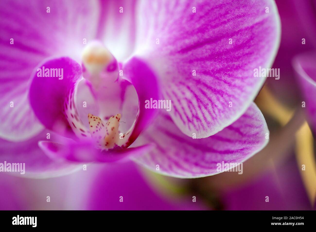 Bright purple blooming orchid Stock Photo