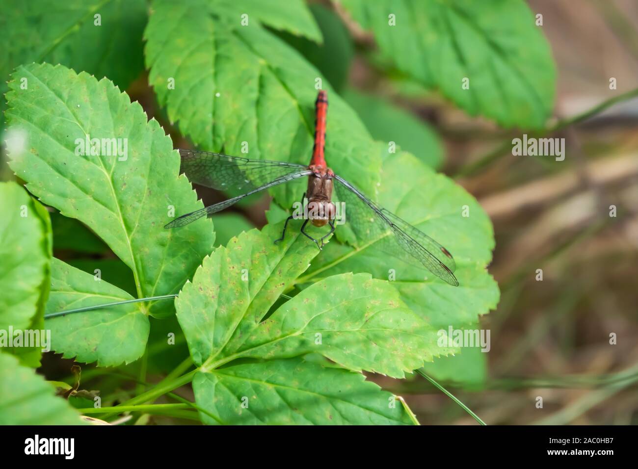 Meadowhawk Dragonfly on Leaf in Summer Stock Photo