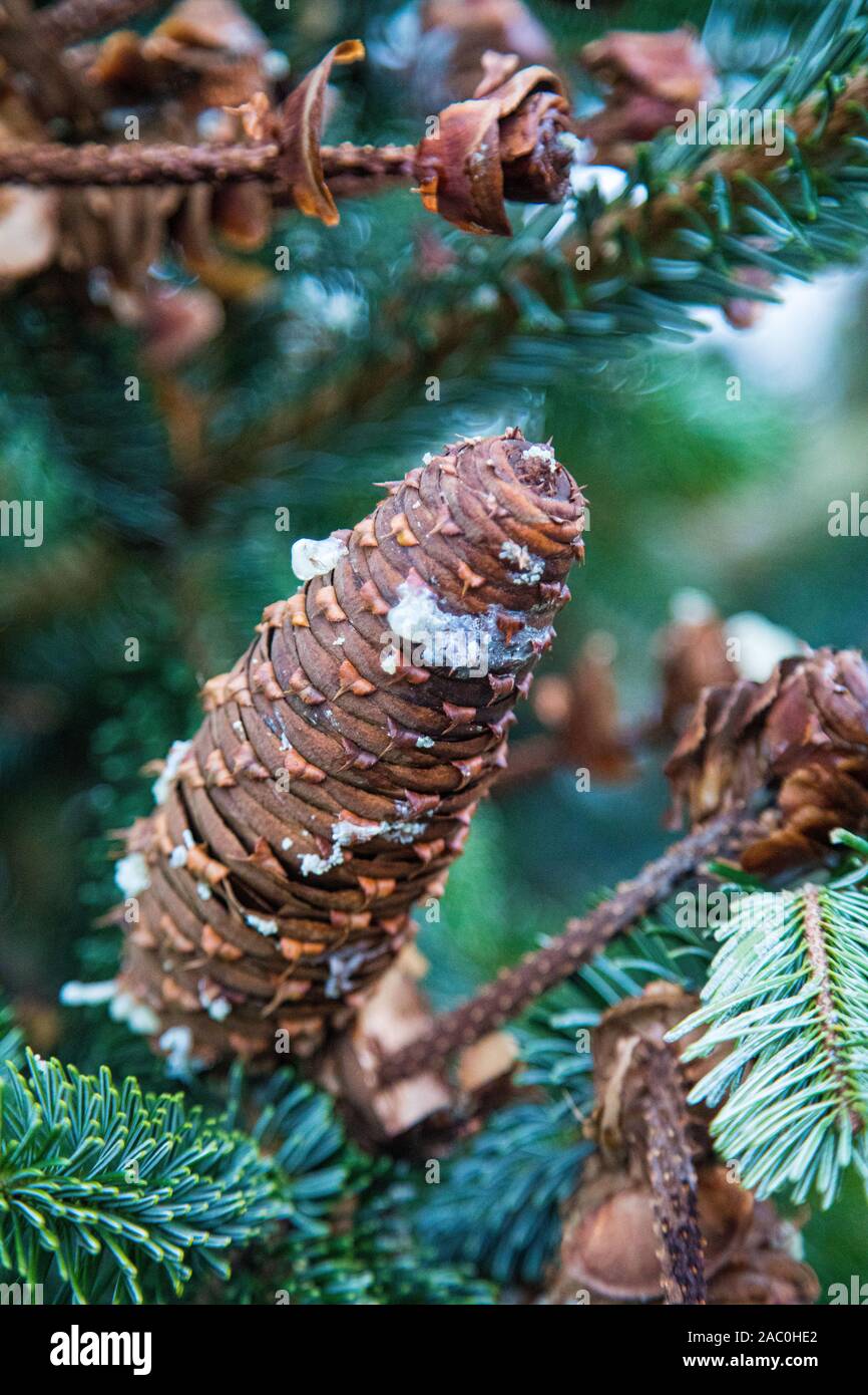some brown fir cones hang from a green fir tree Stock Photo