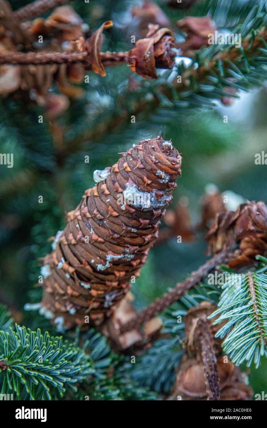 some brown fir cones hang from a green fir tree Stock Photo
