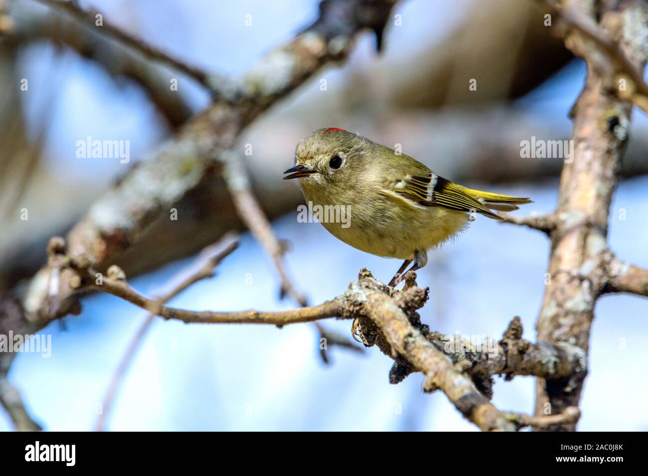Ruby-crowned Kinglet (Regulus calendula) Profile with red crown displayed. Stock Photo
