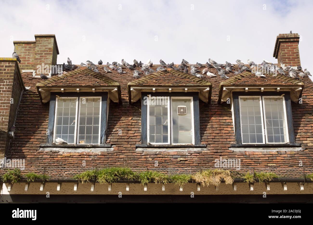 Infestation of pigeons on roof of old house Stock Photo