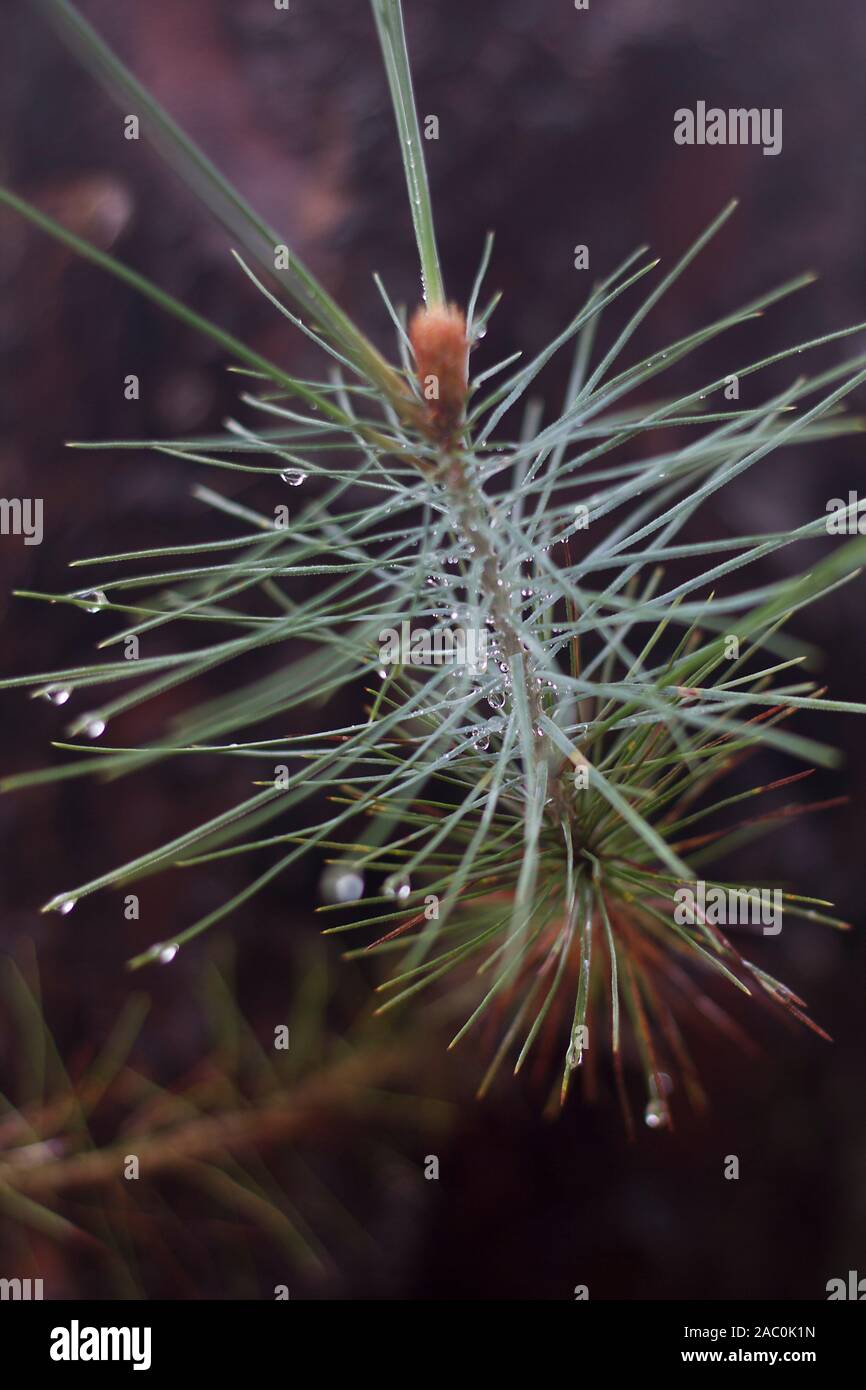 Canarian pine tree (Pinus Canariensis) needles Stock Photo
