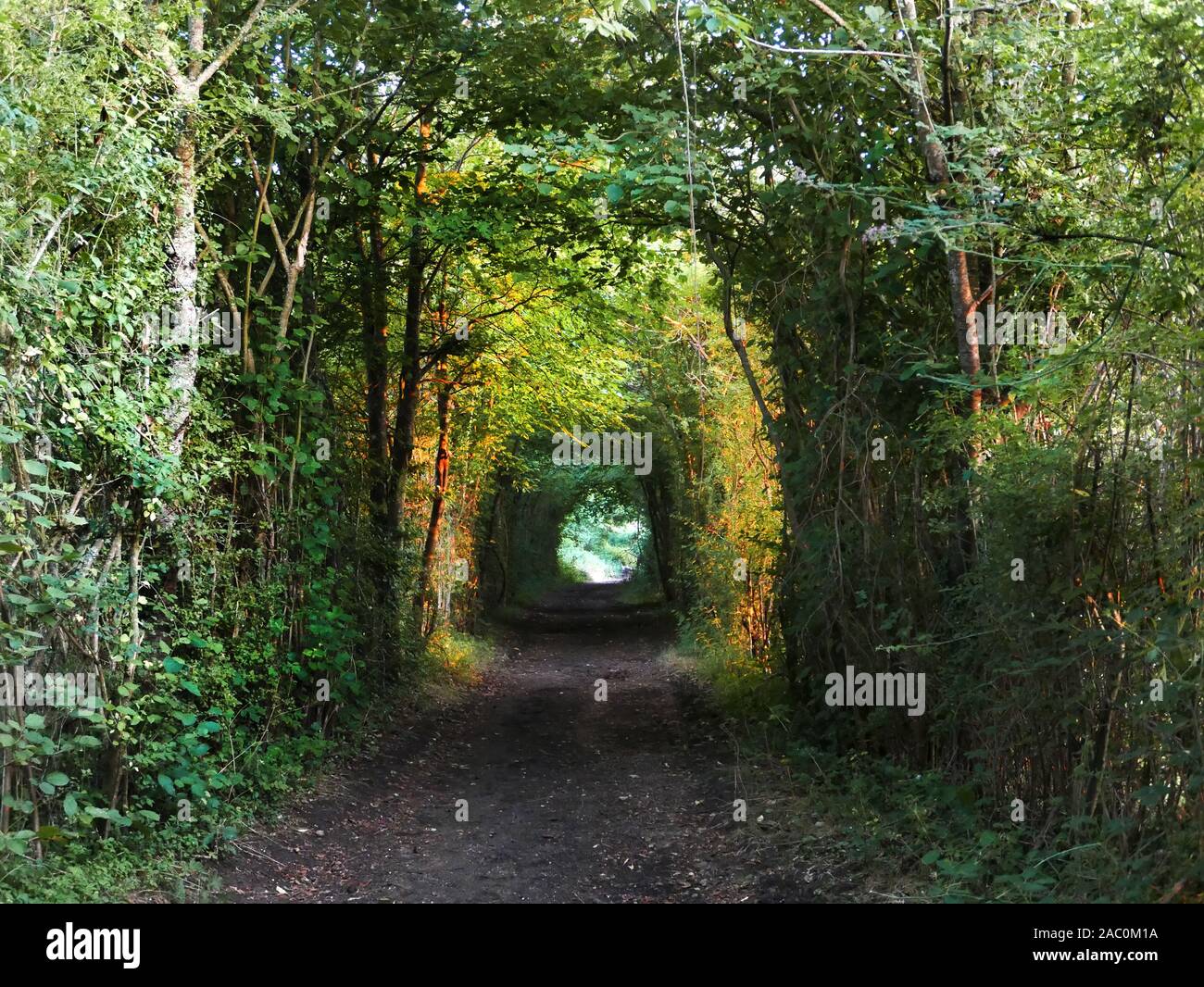 Public footpath in the hamlet of Wishanger, Hampshire covered with hedgerow creating a tunnel with light at the end of it Stock Photo