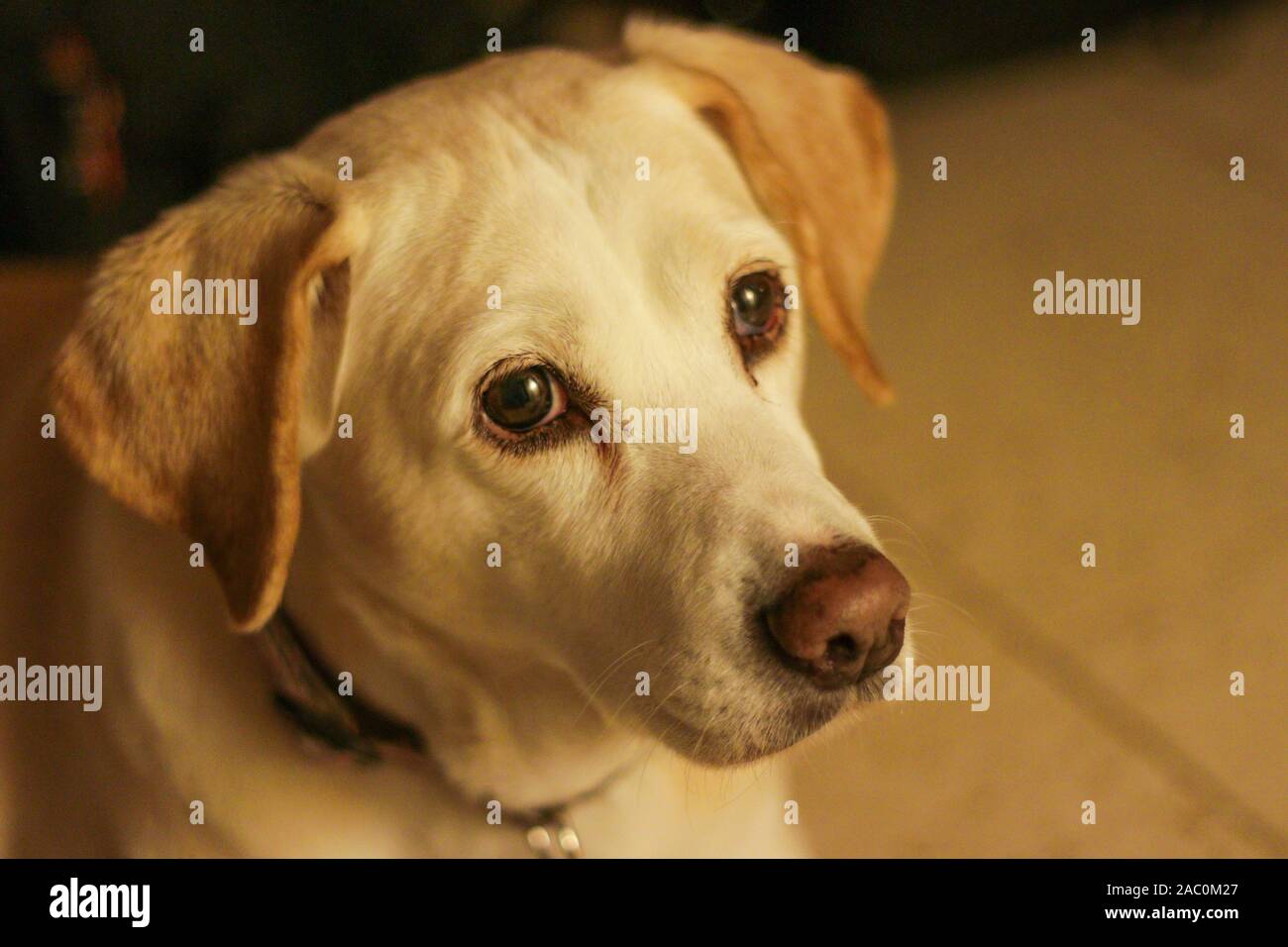 A Beagle And Lab Mix Dog With Sad Eyes Close Up A Popular Crossbreed From Two Popular Parents The Beagle And The Labrador Both Breeds Are Known Fo Stock Photo Alamy