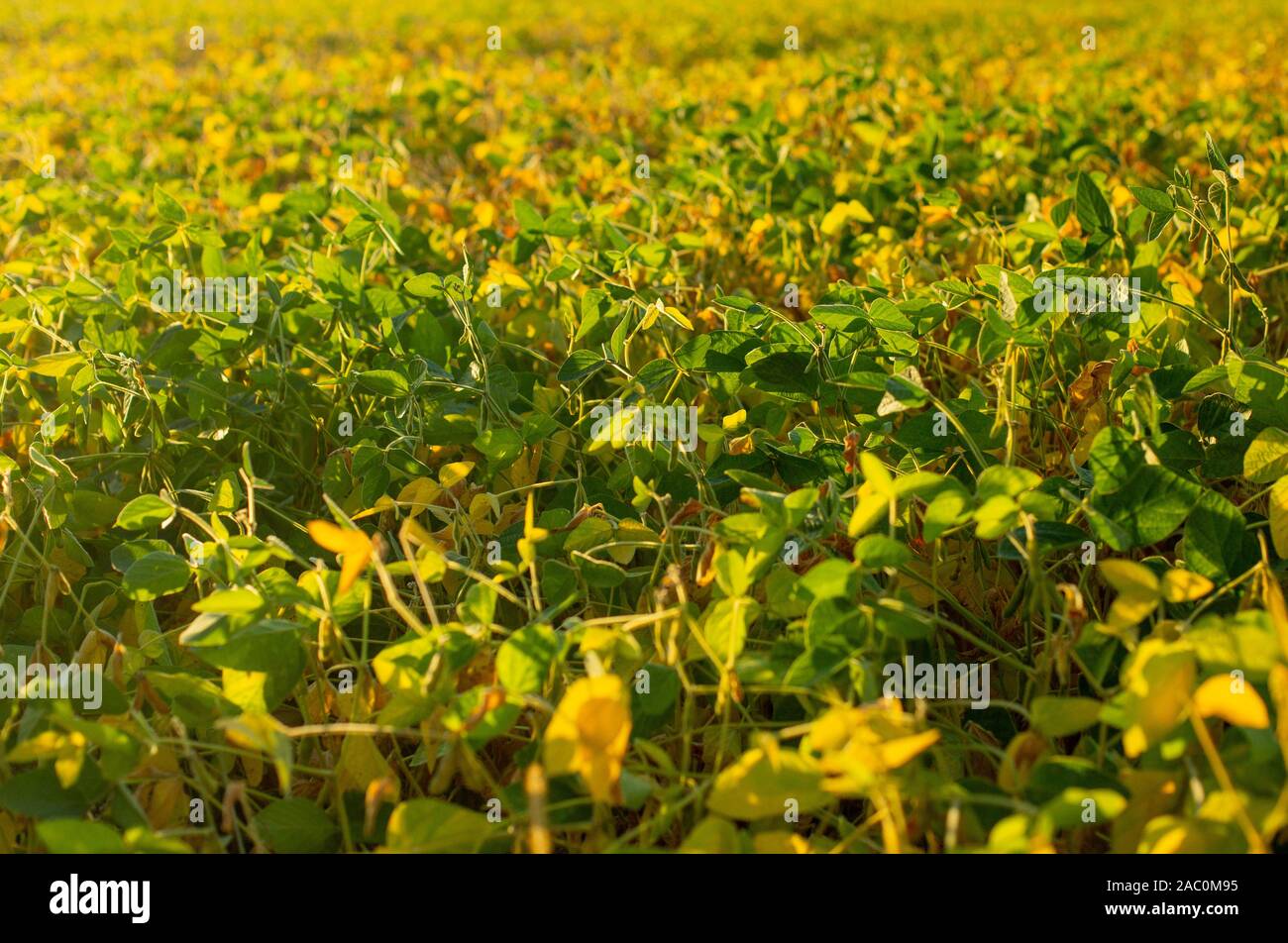 Field with ripened soy. Glycine max, soybean, soya bean sprout growing soybeans. Yellow leaves