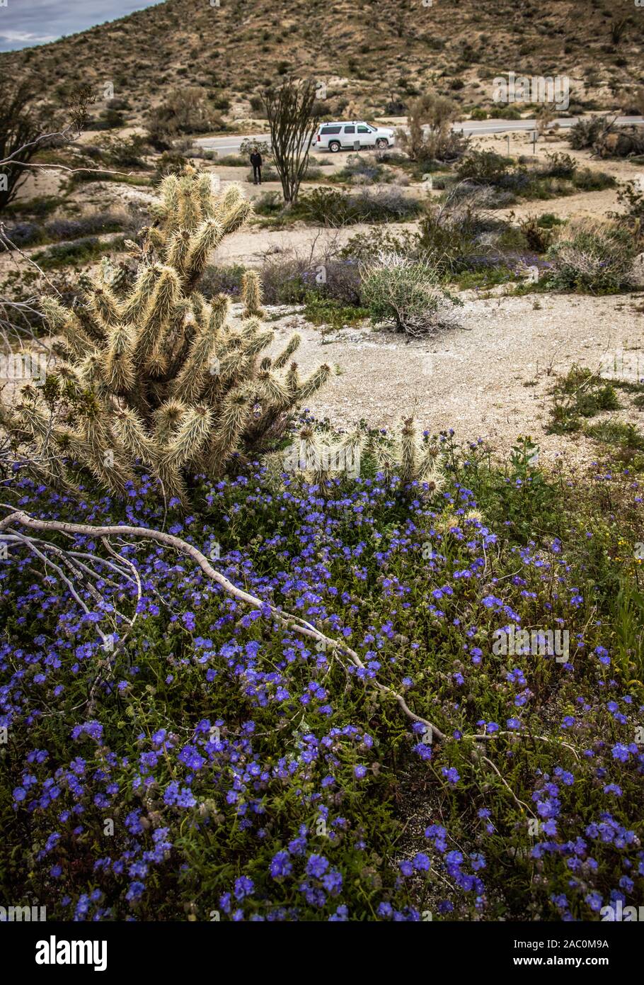 Blooming wildflowers in desert landscape in Southern California USA Stock Photo