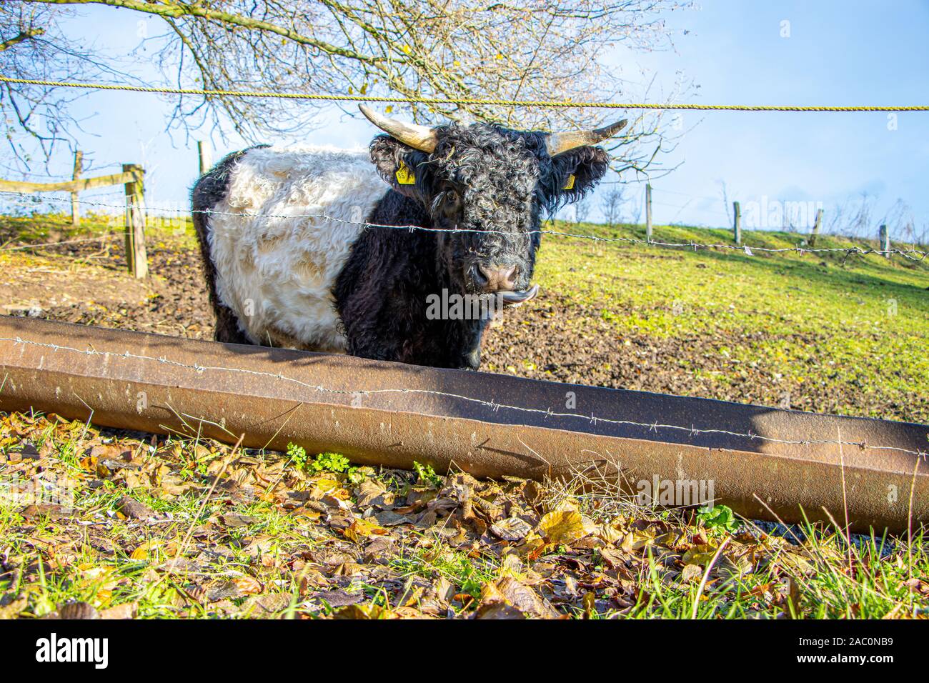 small black and white Galloway calves stand on a pasture and eat hay ...