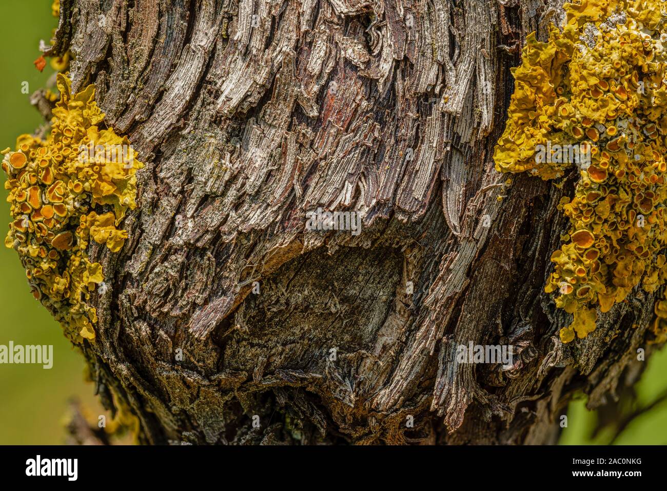 Old tree trunk with yellow lichen parietina xanthoria Stock Photo