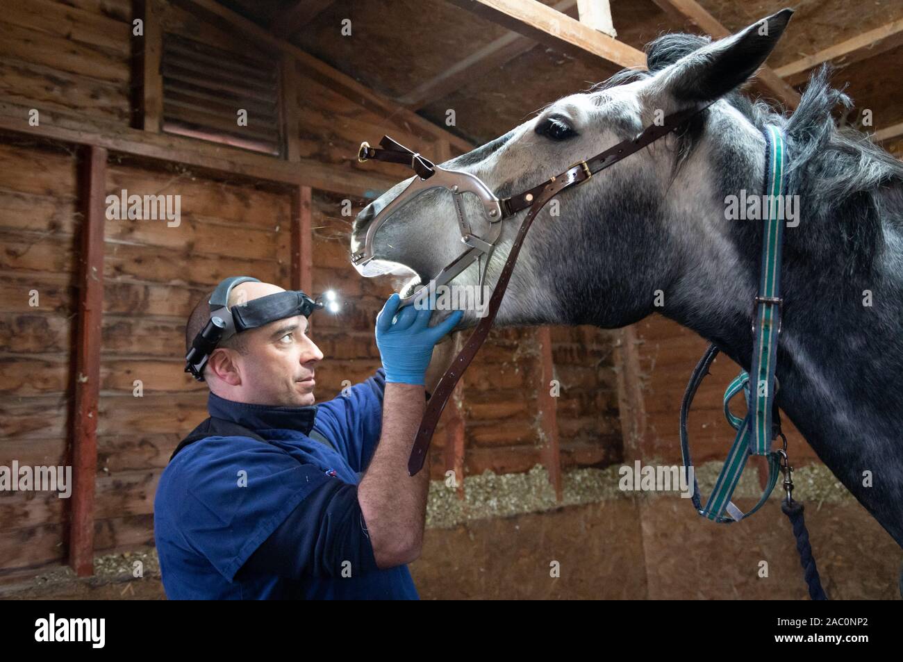 Horse dentist with light on is head closely examining horses teeth. The