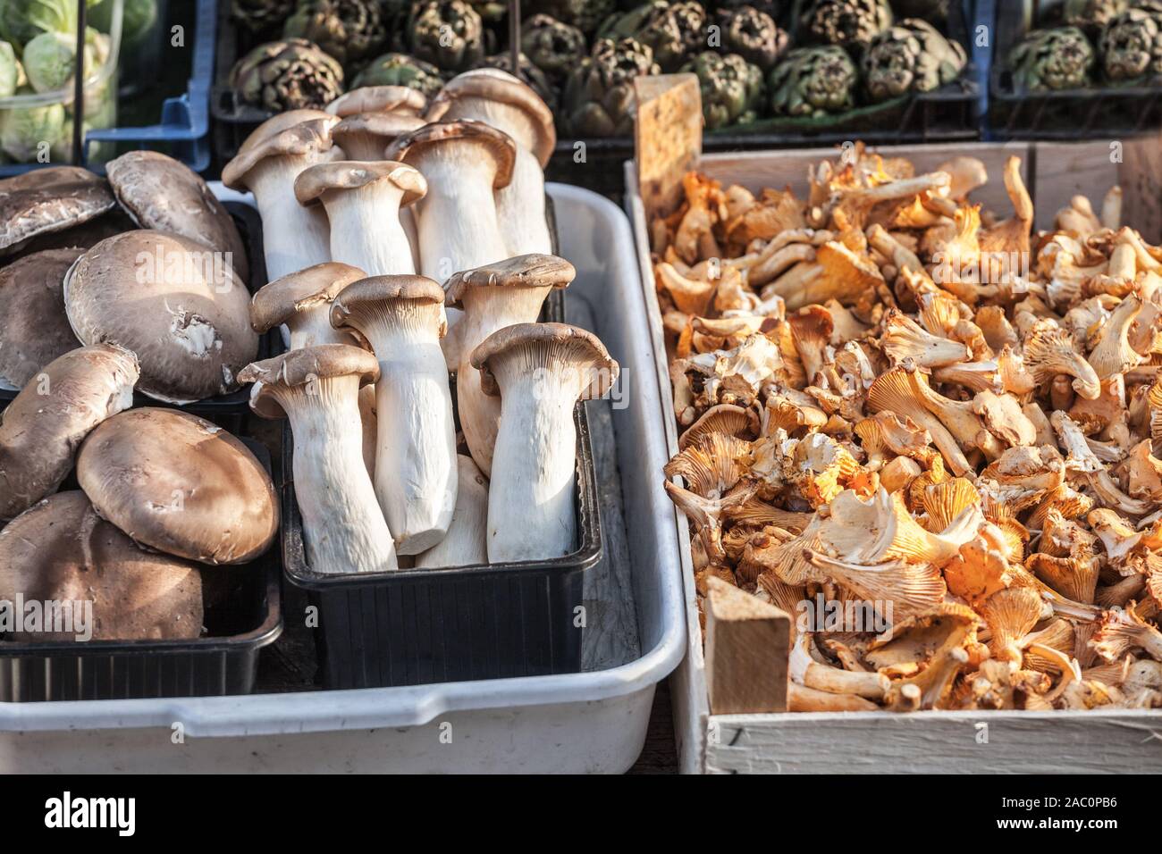 King Oyster and Chanterelle mushrooms on display on a Vienna market, Austria. Also called pleurotus eryngii, cantharellus, craterellus, gomphus, and p Stock Photo