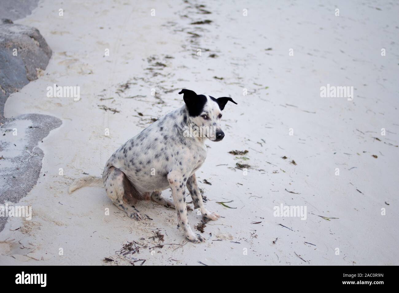 black spots on white dog