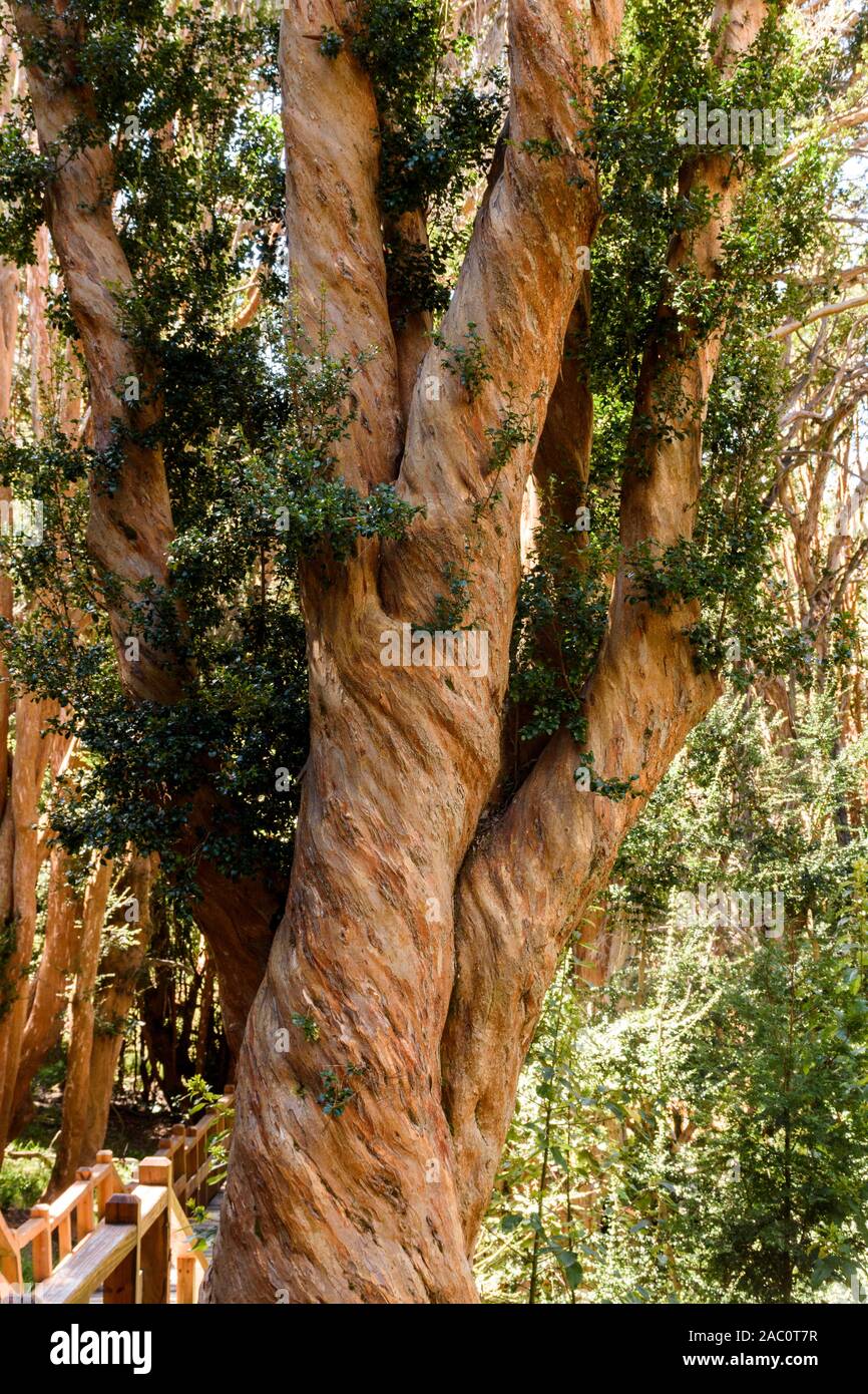 Close up of Chilean myrtle tree trunk in Los Arrayanes National Park, Villa La Angostura, Patagonia, Argentina Stock Photo