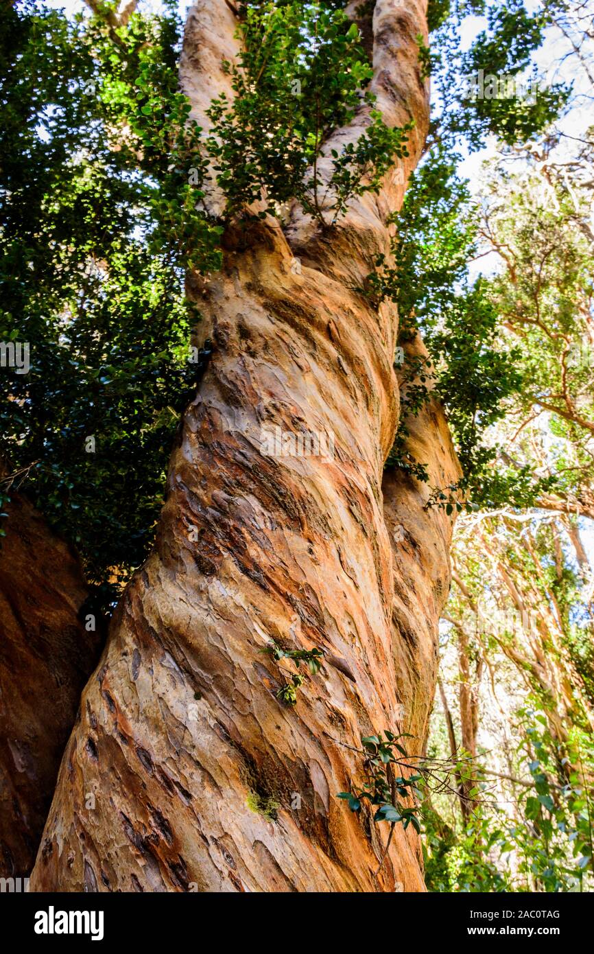 Close up of Chilean myrtle tree trunk in Los Arrayanes National Park, Villa La Angostura, Patagonia, Argentina Stock Photo