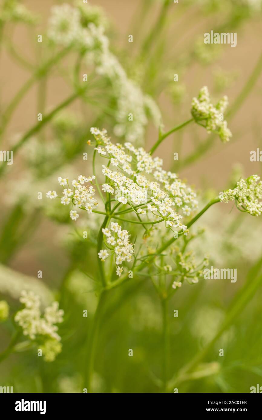 Close up on Caraway with blured plant parts in the background. Also called meridian fennel and Persian cumin (Carum carvi). Biennial plant in the Stock Photo