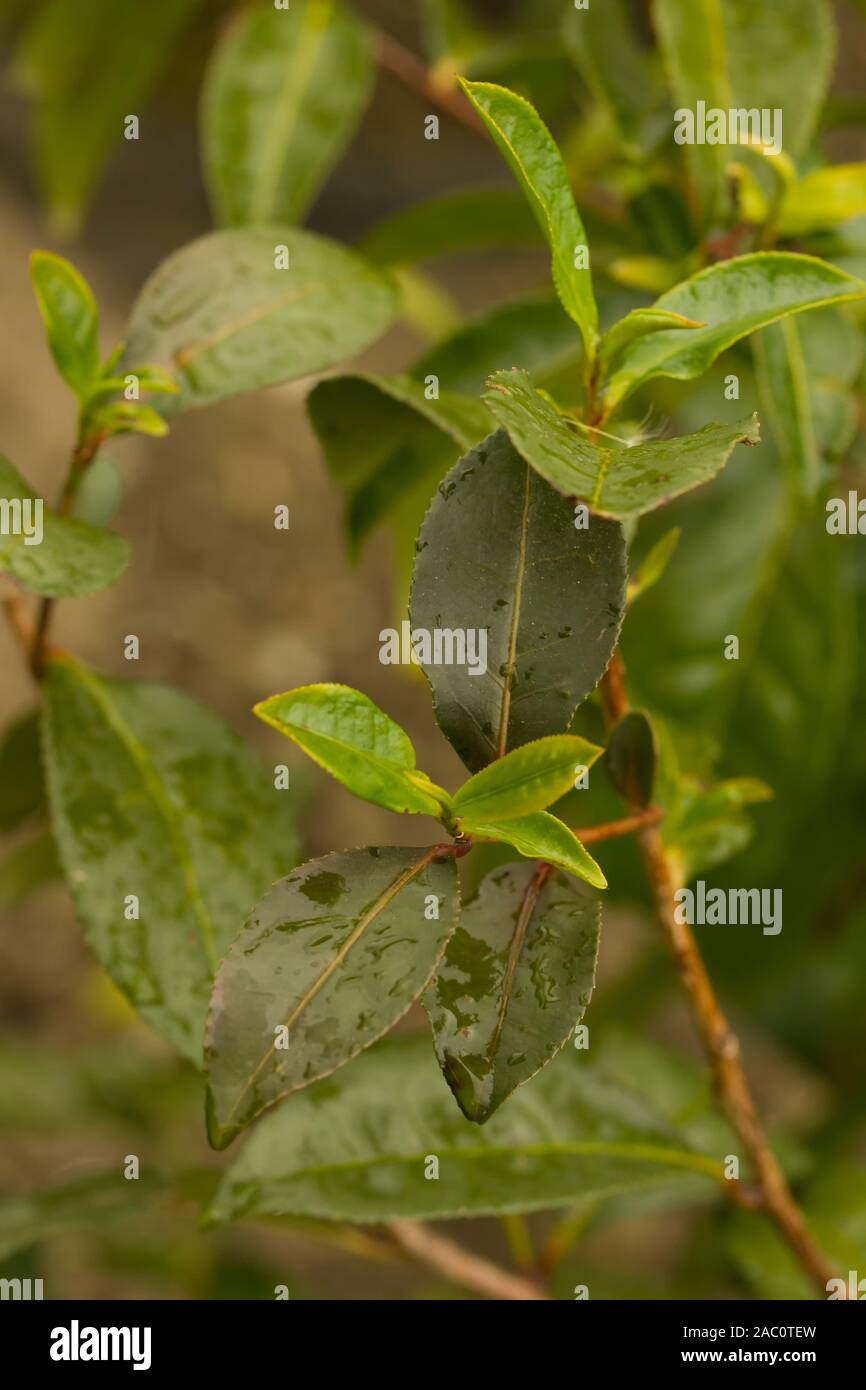 Close up on the leaves of the Tea Plant Camellia Sinensis. Common names