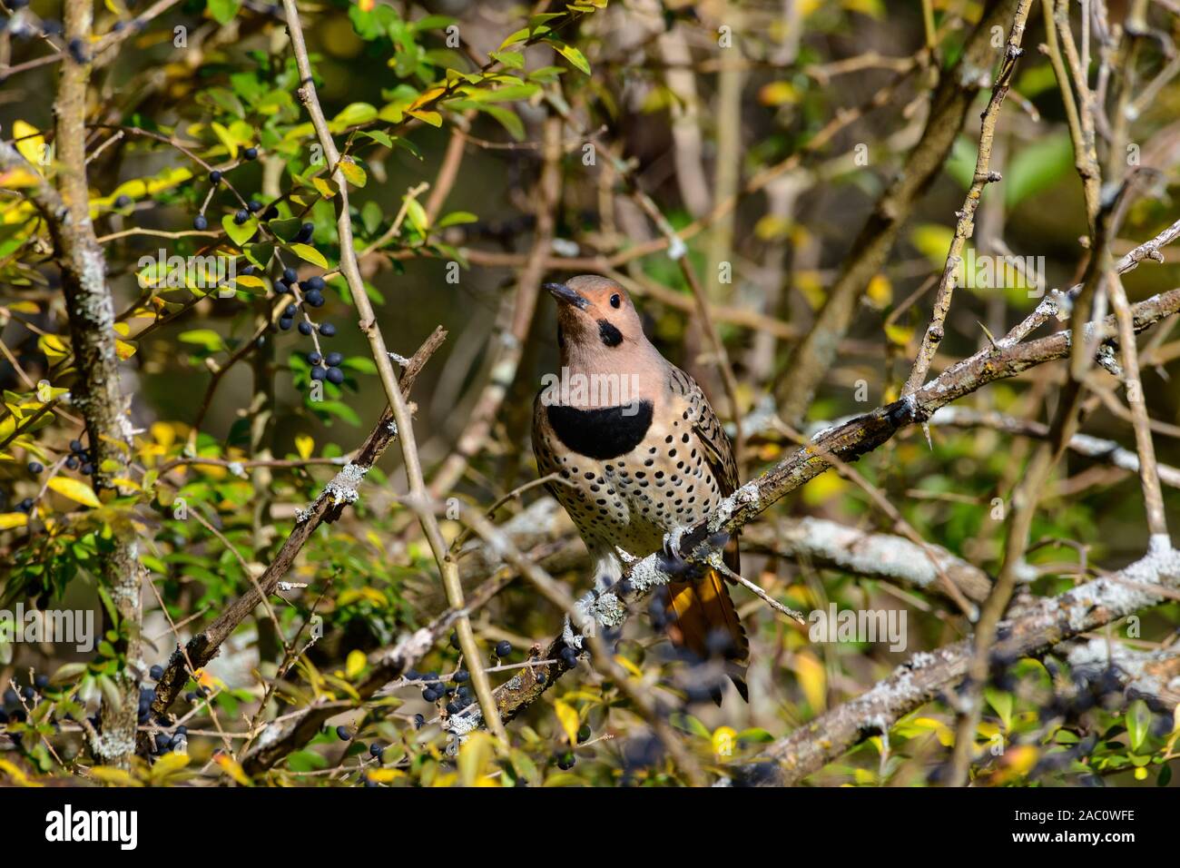 Northern Flicker - Colaptes auratus - Yellow-shafted, perched on a branch detailed close-up Stock Photo