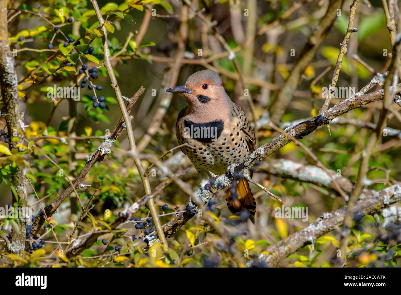 Northern Flicker - Colaptes auratus - Yellow-shafted, perched on a branch detailed close-up Stock Photo