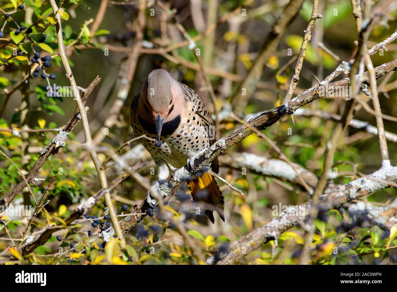northern Flicker - Colaptes auratus - Yellow-shafted, perched on a branch detailed close-up Stock Photo
