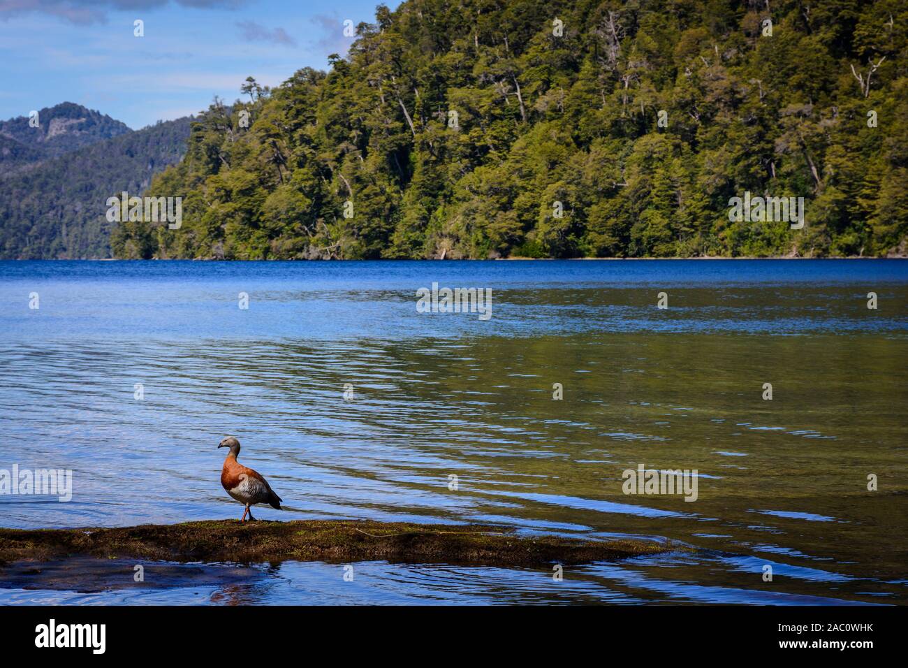 Scene view of an Upland goose on the lake shore in Nahuel Huapi National Park, Patagonia, Argentina Stock Photo