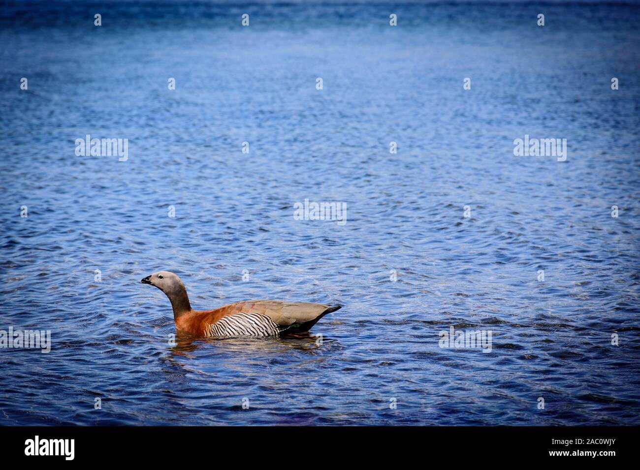 Scene view of an Upland goose swimming on the lake in Nahuel Huapi National Park, Patagonia, Argentina Stock Photo
