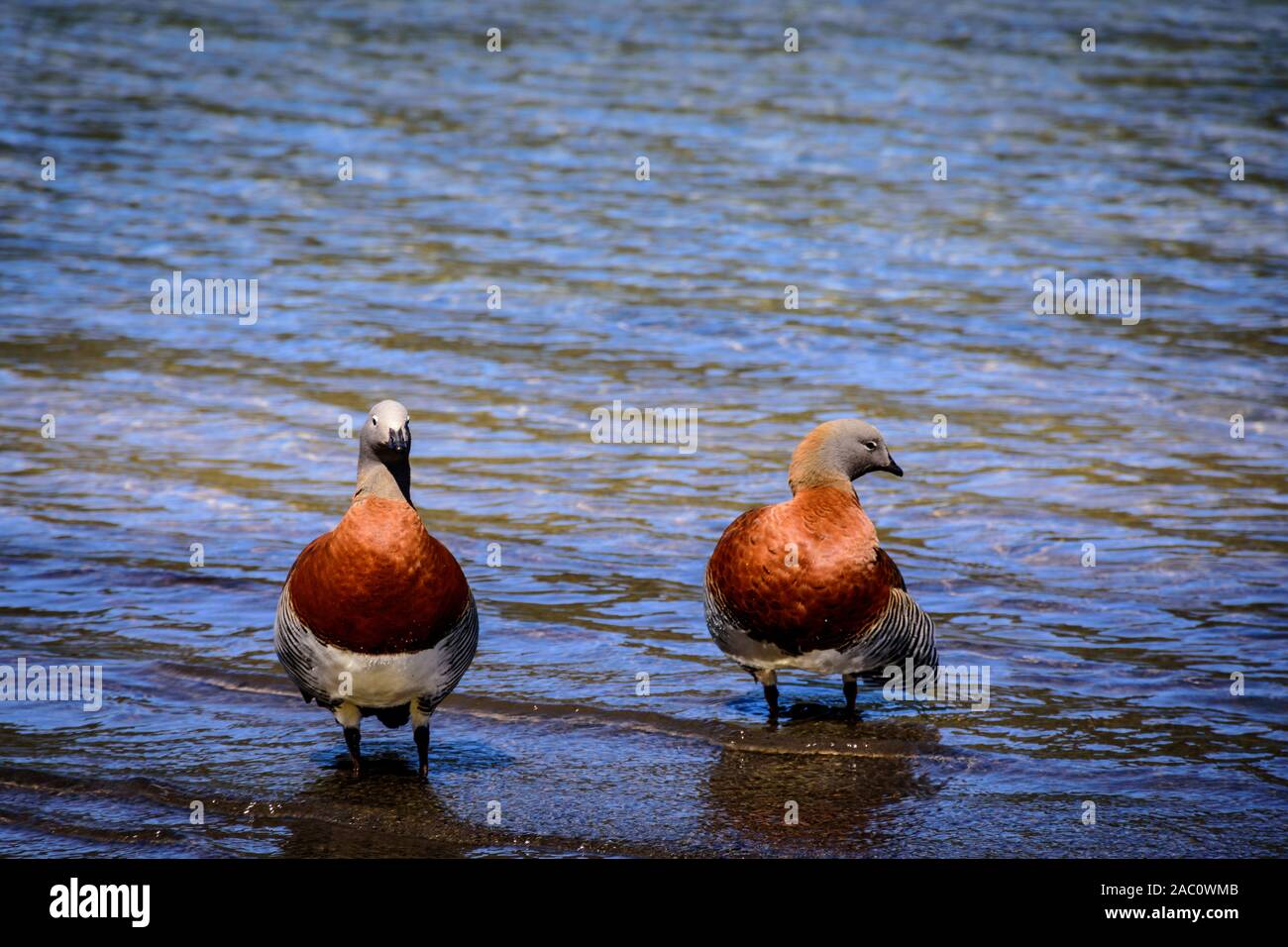 Scene view of a Upland goose couple on the lake shore in Nahuel Huapi National Park, Patagonia, Argentina Stock Photo