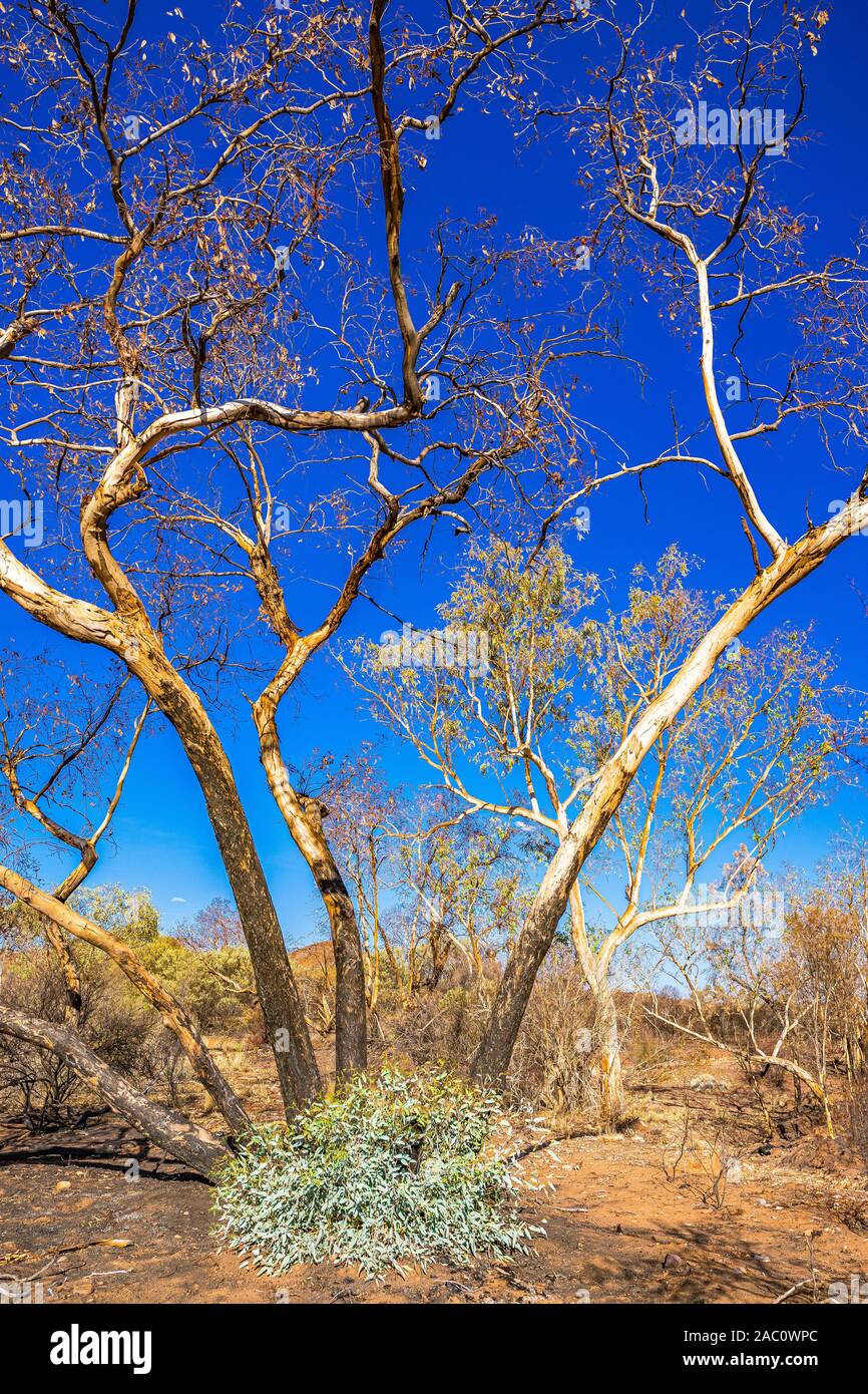 The aftereffects of the Jan 2019 bushfires in the West MacDonnell Ranges and the beginning of the regrowth of the scroched earth. Stock Photo