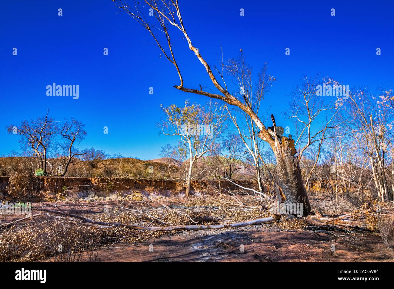 The aftereffects of the Jan 2019 bushfires in the West MacDonnell Ranges and the beginning of the regrowth of the scroched earth. Stock Photo