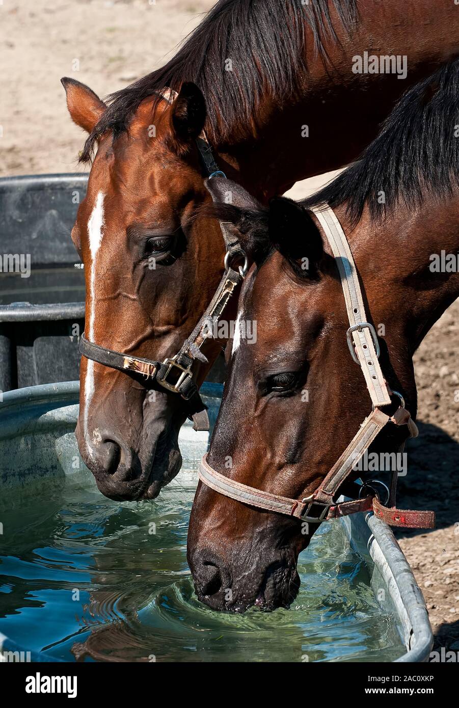 Two horses drinking out of a water trough Stock Photo Alamy