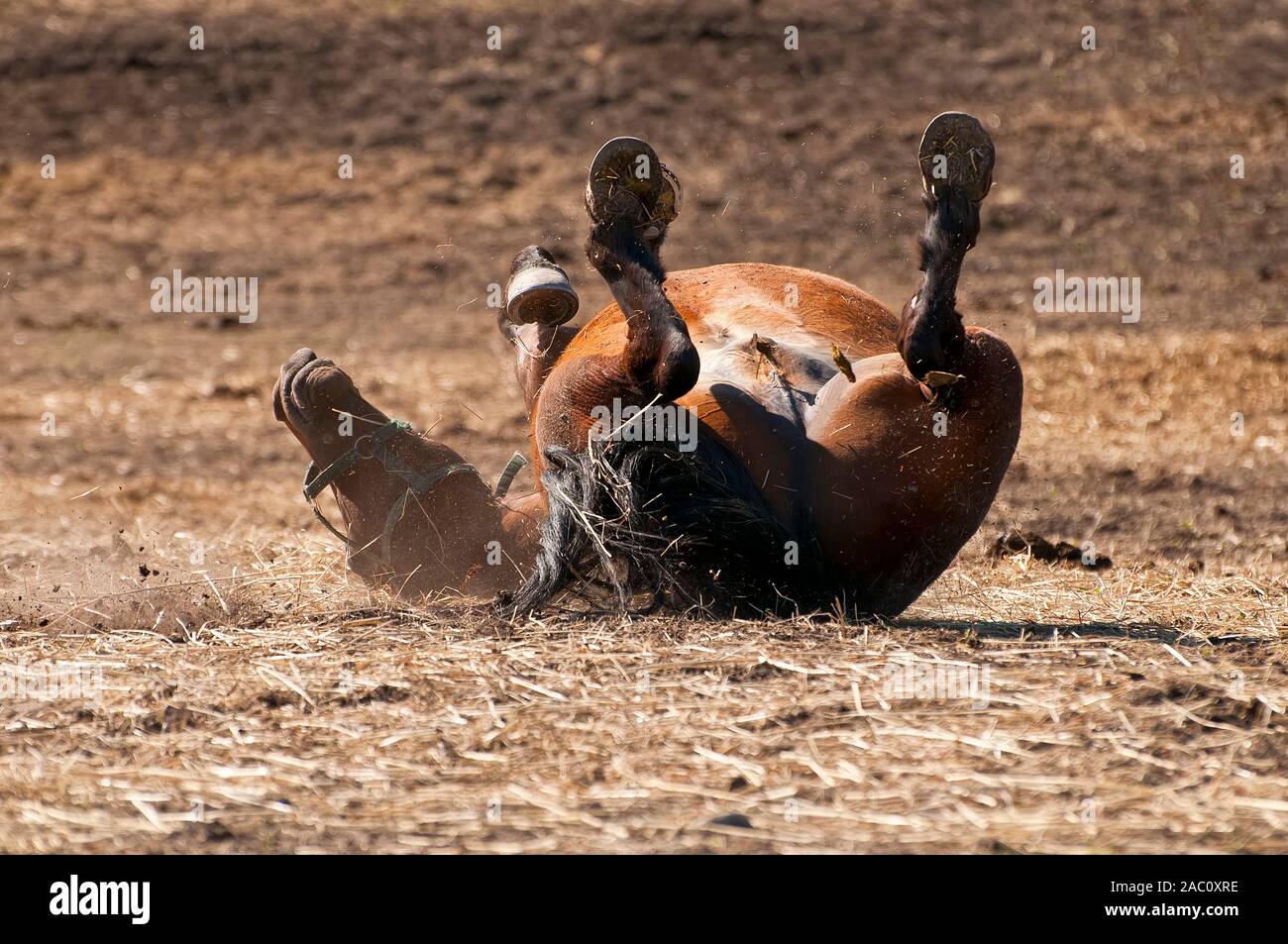 Horse rolling on the dirt Stock Photo Alamy