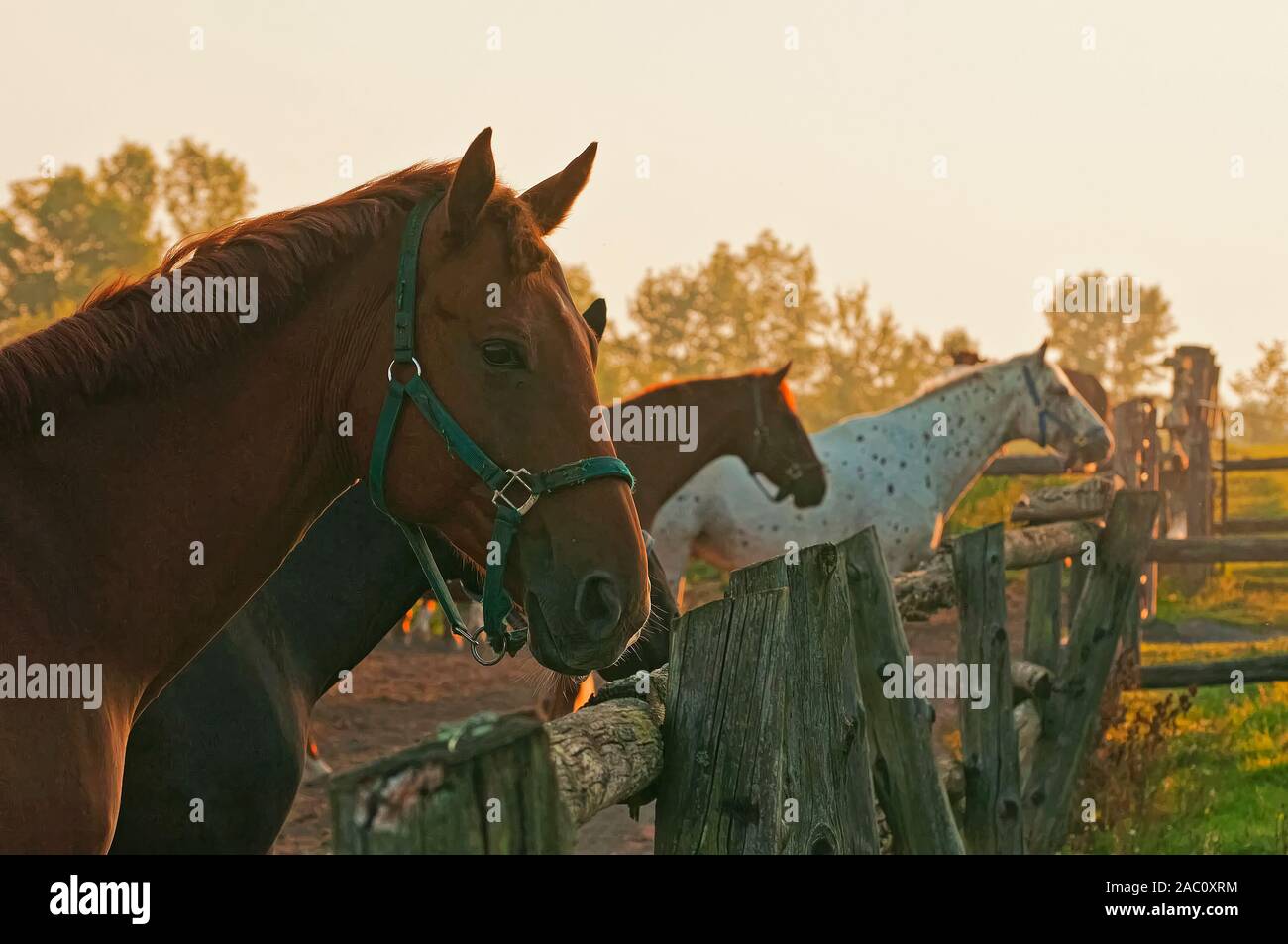 Three horses looking over a fence during sunrise. Stock Photo