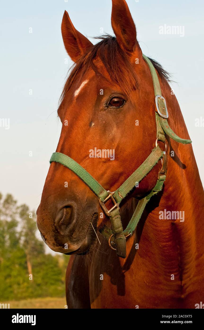 Portrait of a reddish brown horse with a white mark on its forehead. Stock Photo