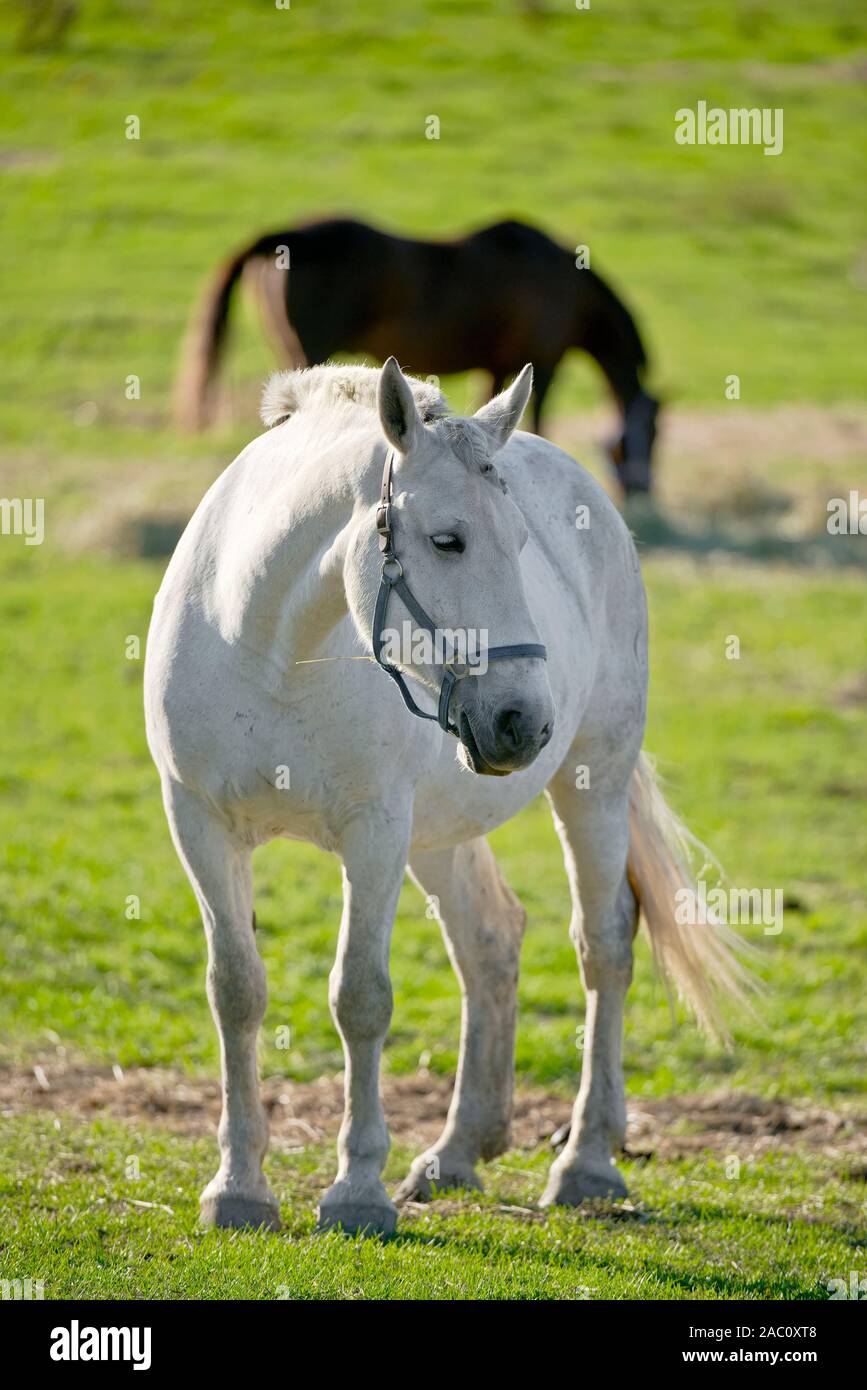 White horse standing in a field with a darker horse in behind. Stock Photo