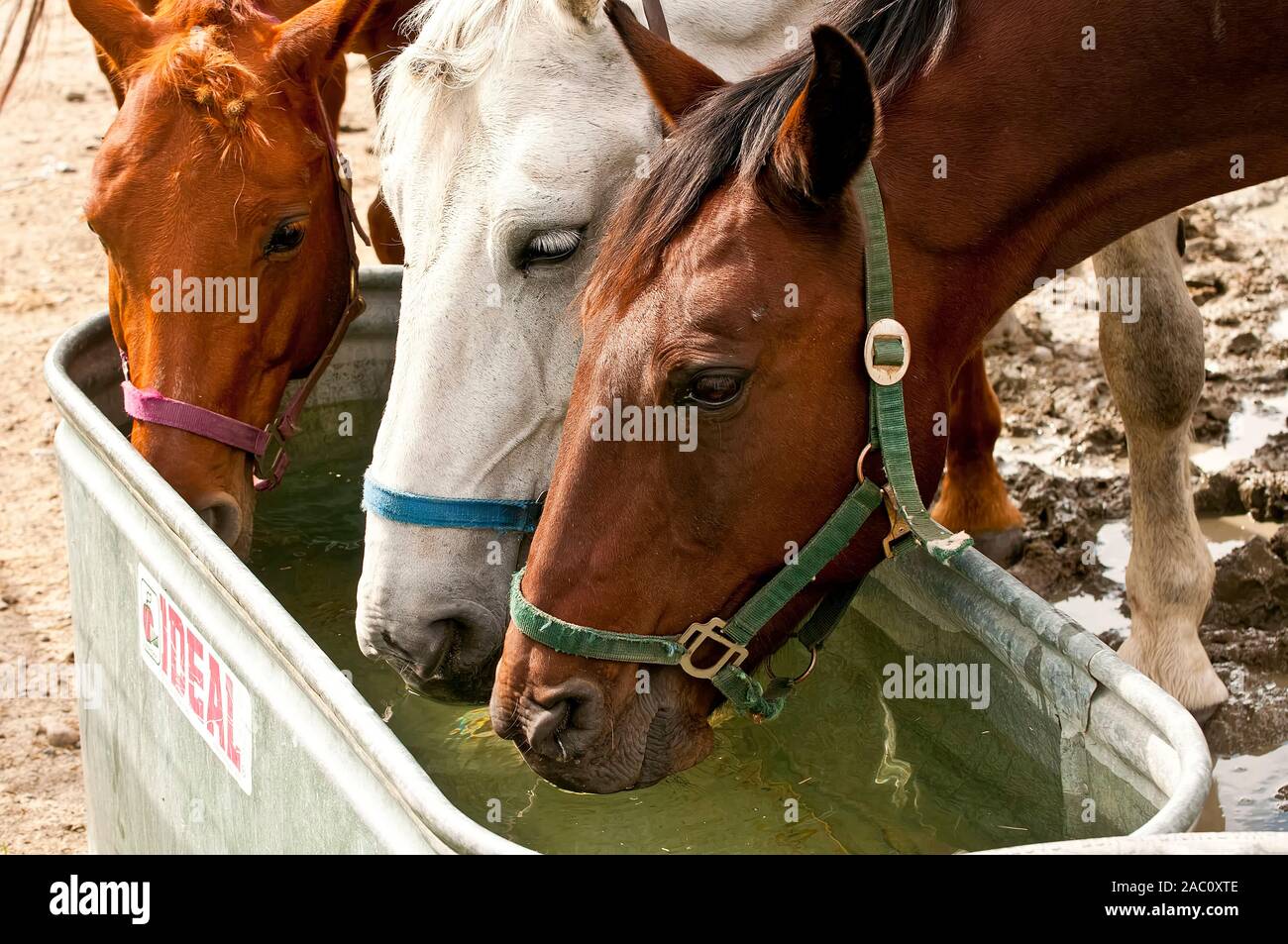 Three horses drinking from a water trough. Stock Photo