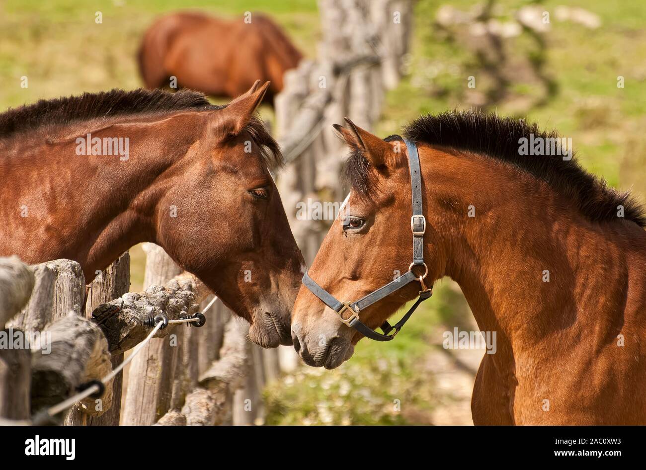 Two brown horses looking like they are having a conversation. Stock Photo